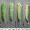 thym lineola pupa4 volg